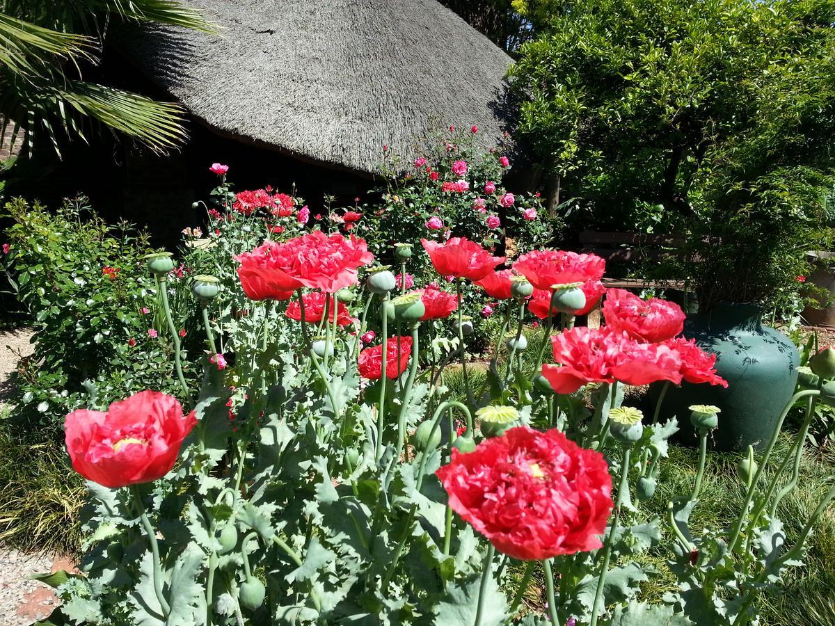 Agterplaas Guesthouse Pty Ltd Johannesburg Kültér fotó